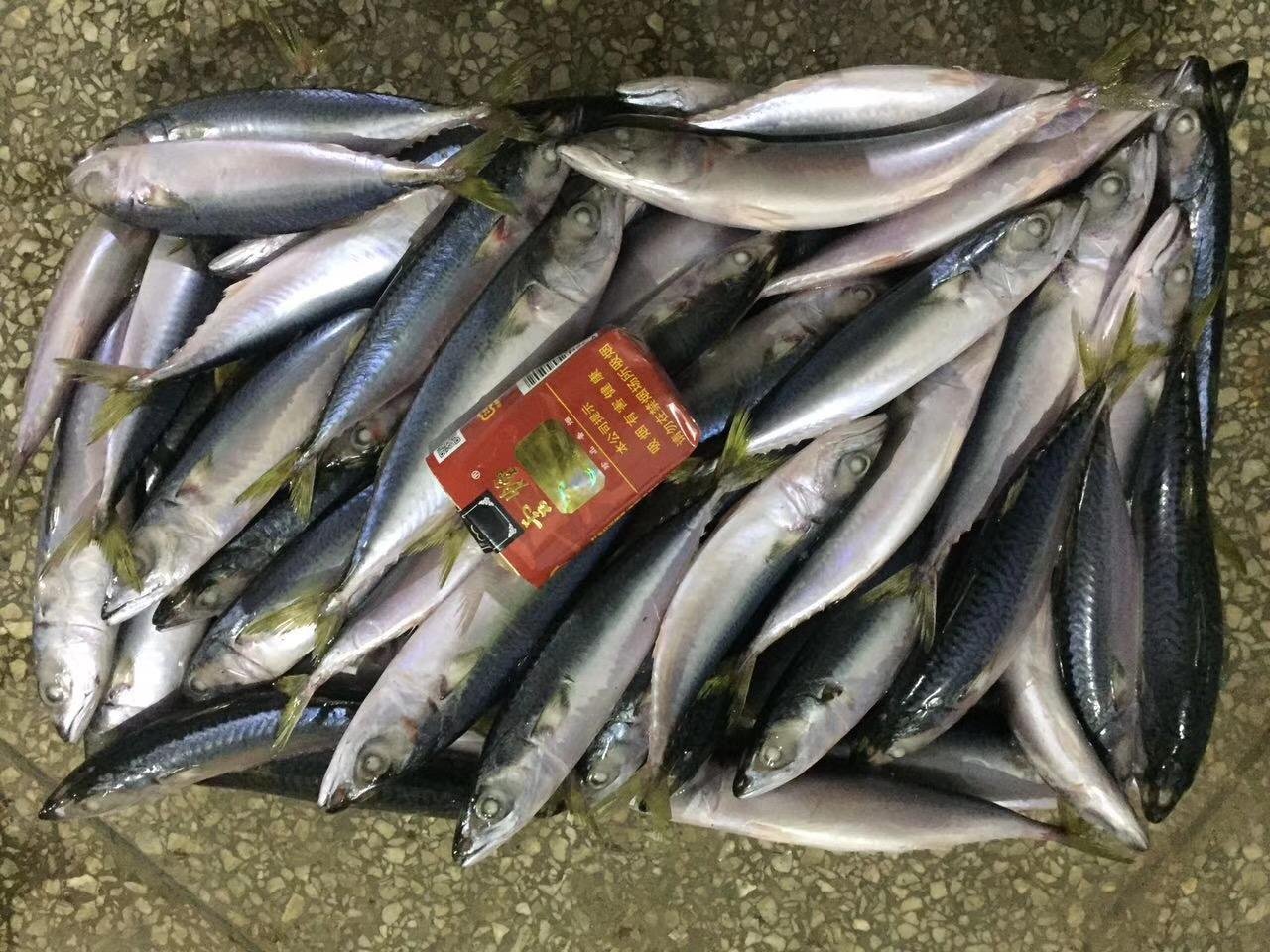 A grade Cheap 4/6pcs 150-200g pacific mackerel for Indonesia 4