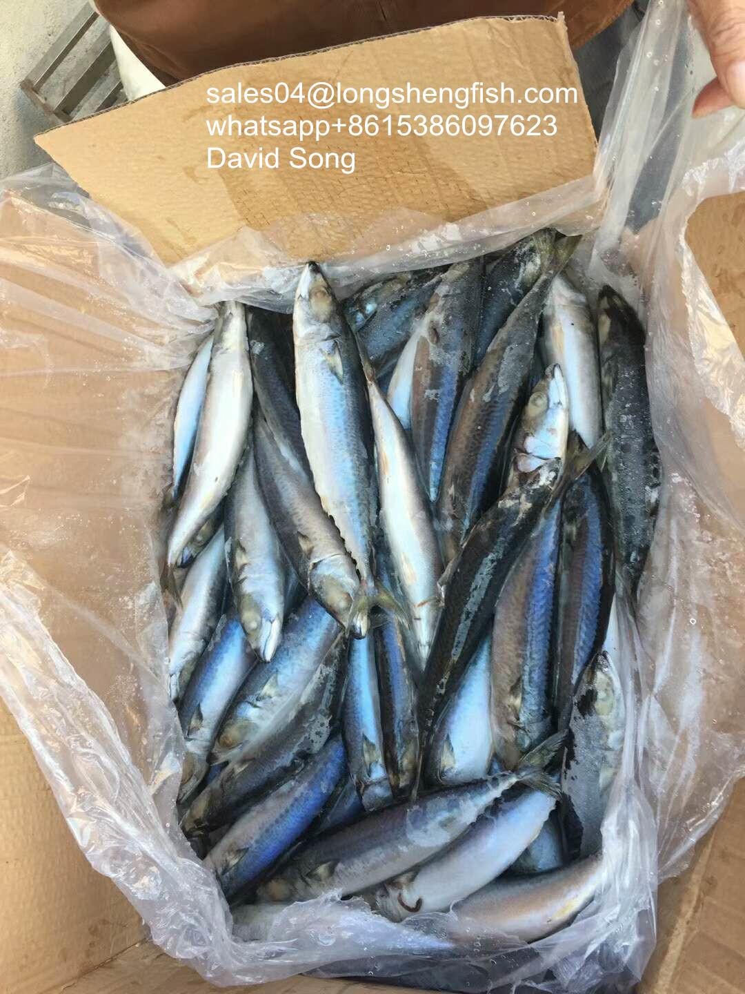 A grade Cheap 4/6pcs 150-200g pacific mackerel for Indonesia