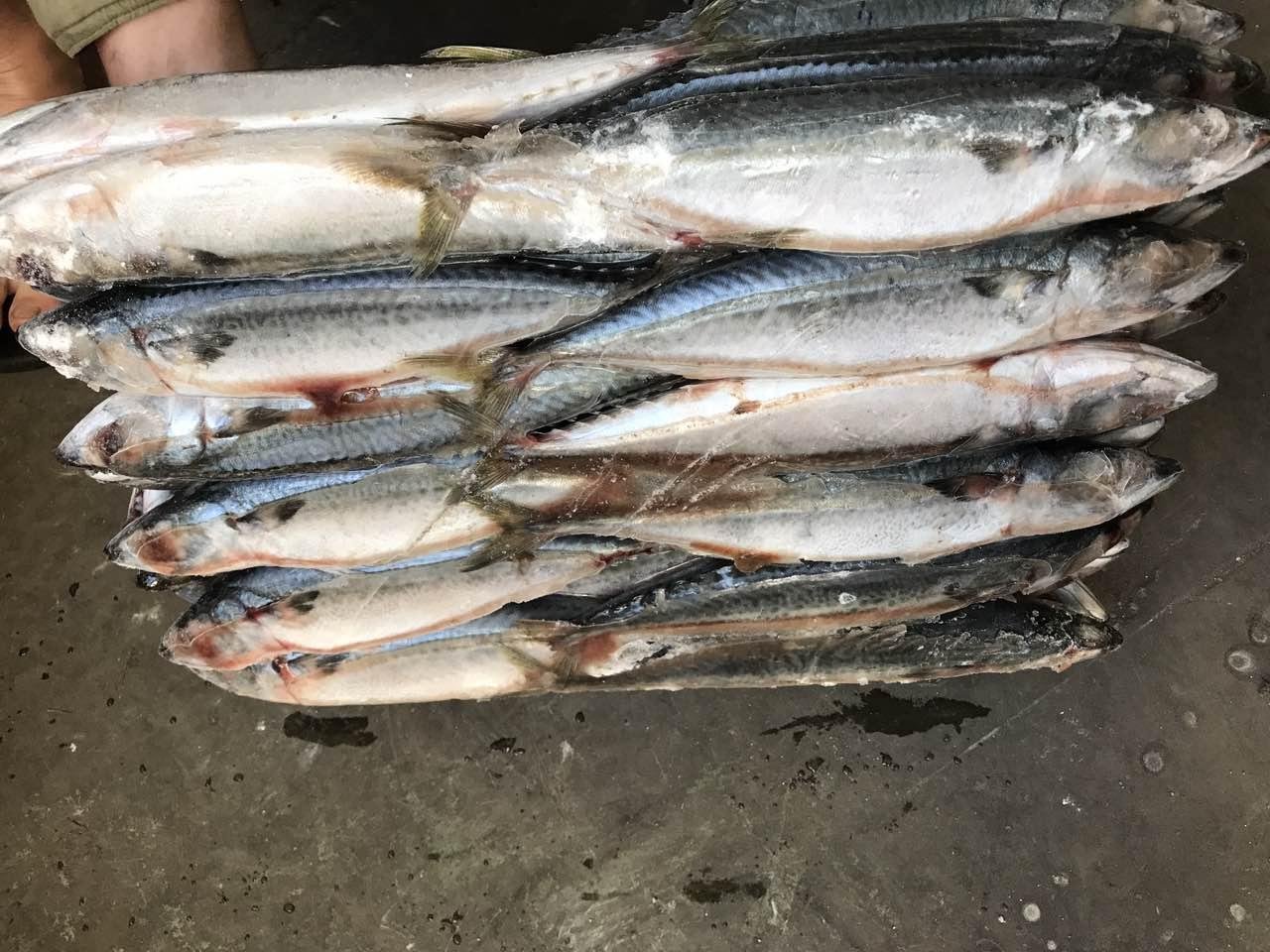 A grade Cheap 4/6pcs 150-200g pacific mackerel for Indonesia 5