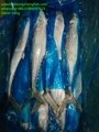 1.4-1.6KG/pcs A grade spanish mackerel  Scomberomorus niphonius