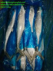 1.4-1.6KG/pcs A grade spanish mackerel 