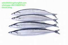 Grade A Cheap  pacific saury for sale