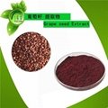  Cosmetics Ingredient Grape Seed Extract powderOPC Procyanidine 1