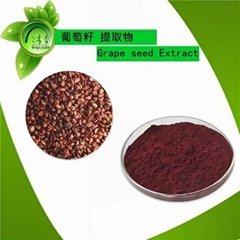  Cosmetics Ingredient Grape Seed Extract powderOPC Procyanidine