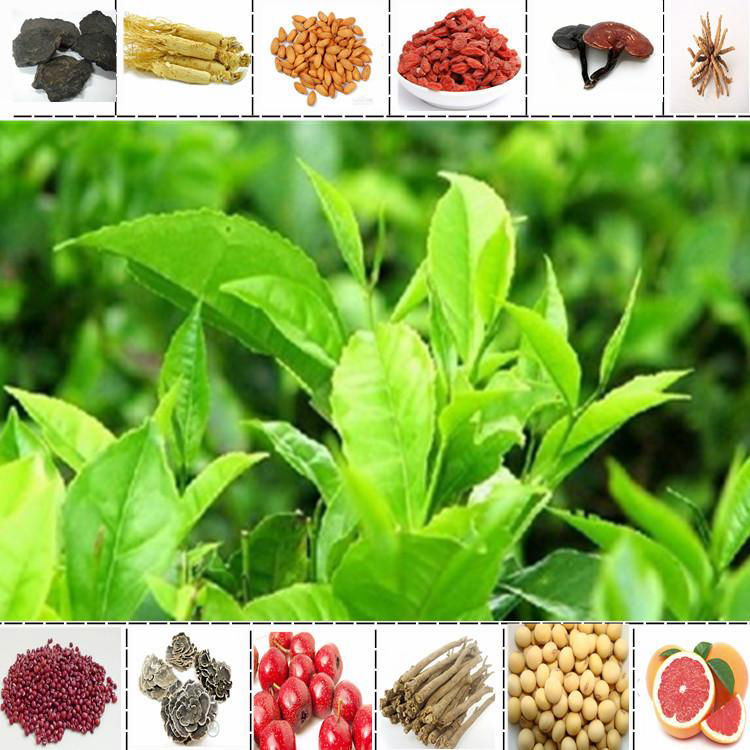 PURE Green Tea Extract Powder 90% Polyphenols 50% EGCG Premium Grade Antioxidant 4