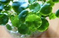 Centella Asiatica Gotu Kola Extract