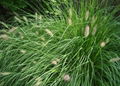 Horsetail Extract Powder, 8% Silica,