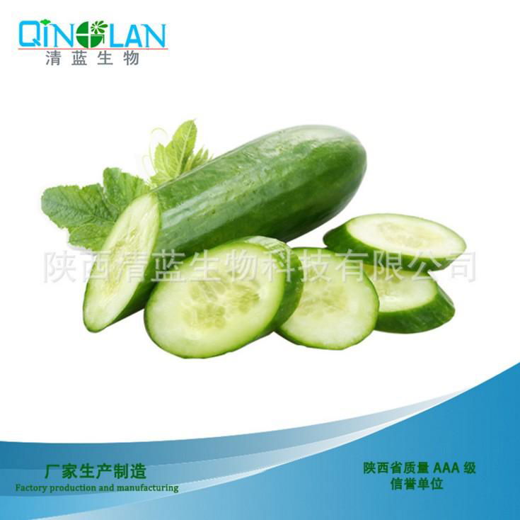 cucumber concentrate extract powder 10:1 cucumber juice 2