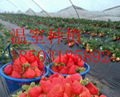 溫室種植草莓
