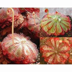 Drosera Alicea