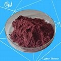 GMP Certified Factory Supply Natural Grape Seed Extract