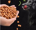 China Factory Supply Pet Food Wholesale