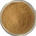 mulberry leaf extract powder chlorophyll