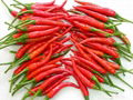 FRESH LONG CHILLI