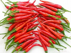 FRESH LONG CHILLI