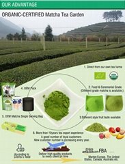 GREEN TEA EXTRACT POWDER
