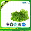 Factory sell high quality natural chlorophyll 5