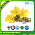 Women Menopause Natural Dietary Supplements GLA 10% Yellow Evening Primrose Oil 4