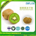 Taima Offers High Quality Freeze Dried Kiwi Fruit Powder 5