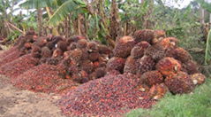 Crude Palm oil