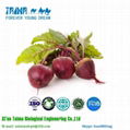 fiber freeze dried juice concentrate Beet root powder 4