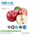 Super Quality Freeze-dried Apple Fruit Powder 4