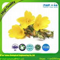 Evening Primrose Oil 1