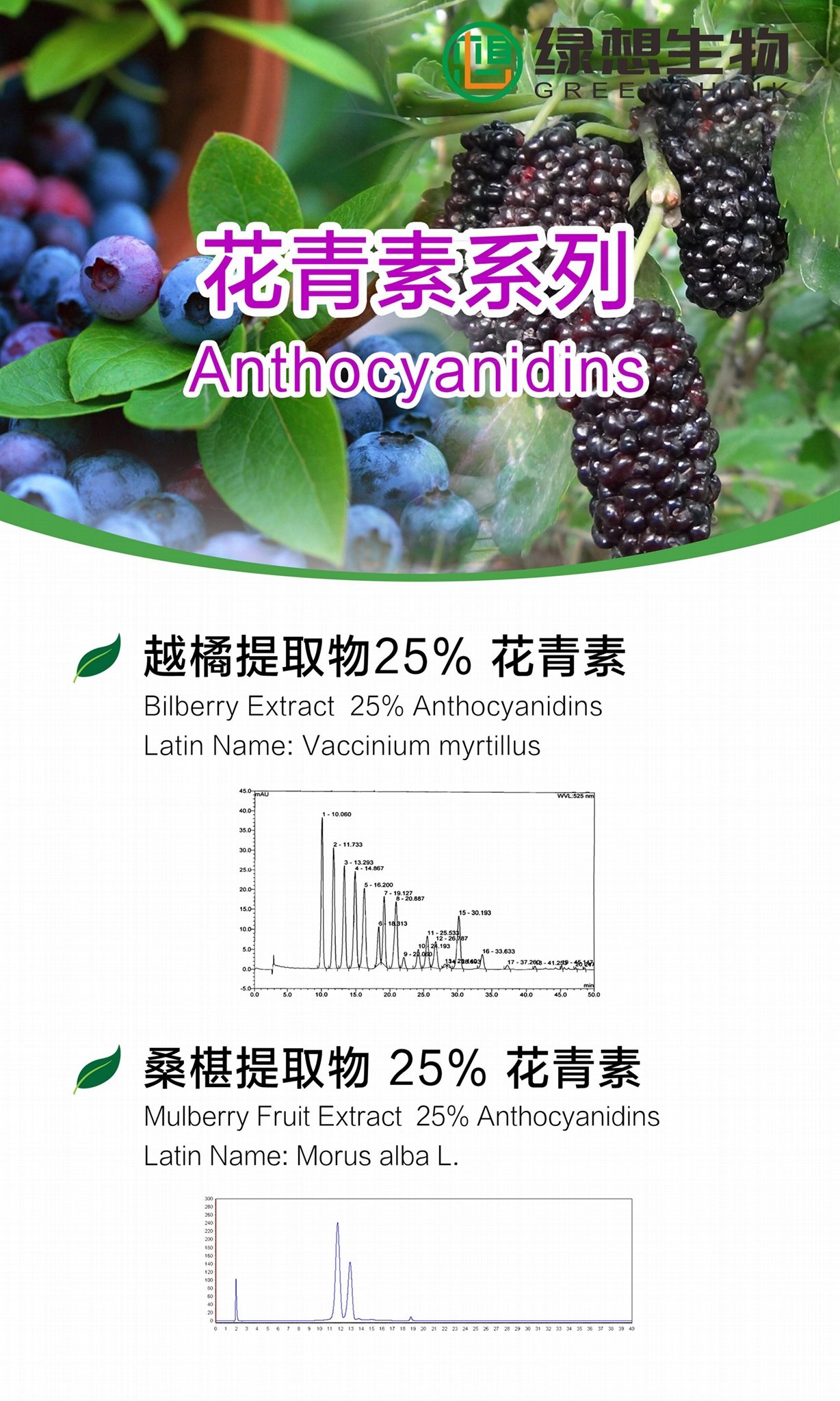 Mulberry Extract   25% 2