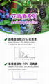 Mulberry Extract   25% 2