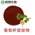 Grape Seed Extract  95% 1