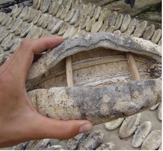 Best price sea cucumber- white teat fish from Vietnam