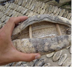 Best price sea cucumber- white teat fish from Vietnam