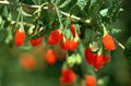 goji berries