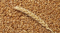 Wheat grains