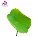 China Factory Sell Lotus Leaf Extract Nuciferine 2% 4:1 or10:1 2