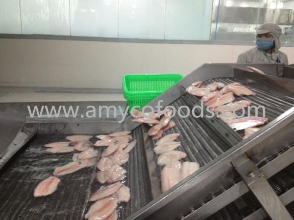 Frozen tilapia fillets high quality and very low price 3