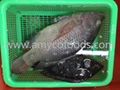 Frozen tilapia whole round origin China 1