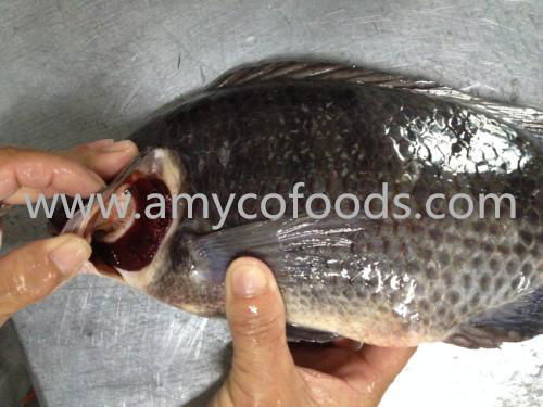 Frozen tilapia whole round origin China 2