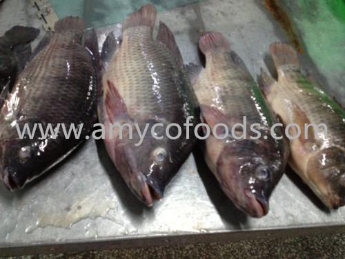 Frozen tilapia whole round origin China 3