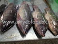 Frozen tilapia whole round origin China 3