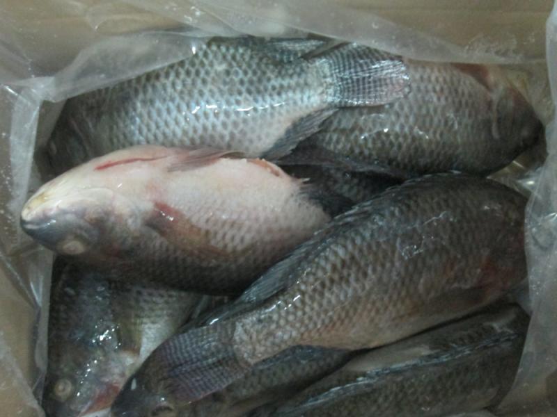 Frozen tilapia whole round origin China 5