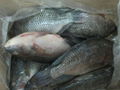 Frozen tilapia whole round origin China 5