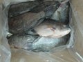 Frozen tilapia WR high quality and very low price 2