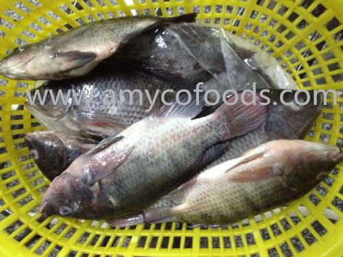 Frozen tilapia WR high quality and very low price 3