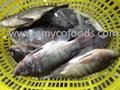 Frozen tilapia WR high quality and very low price 3