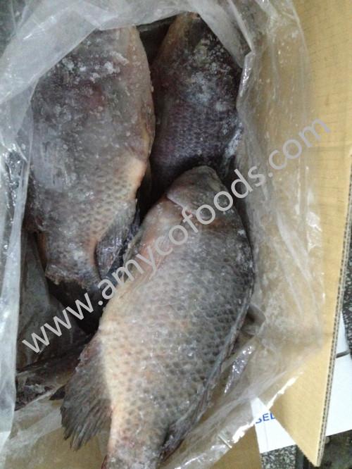 Frozen tilapia WR high quality and very low price 4