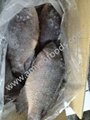Frozen tilapia WR high quality and very low price 4