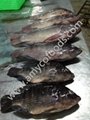 Frozen tilapia WR high quality and very low price 5