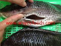 Frozen tilapia GS high quality and low