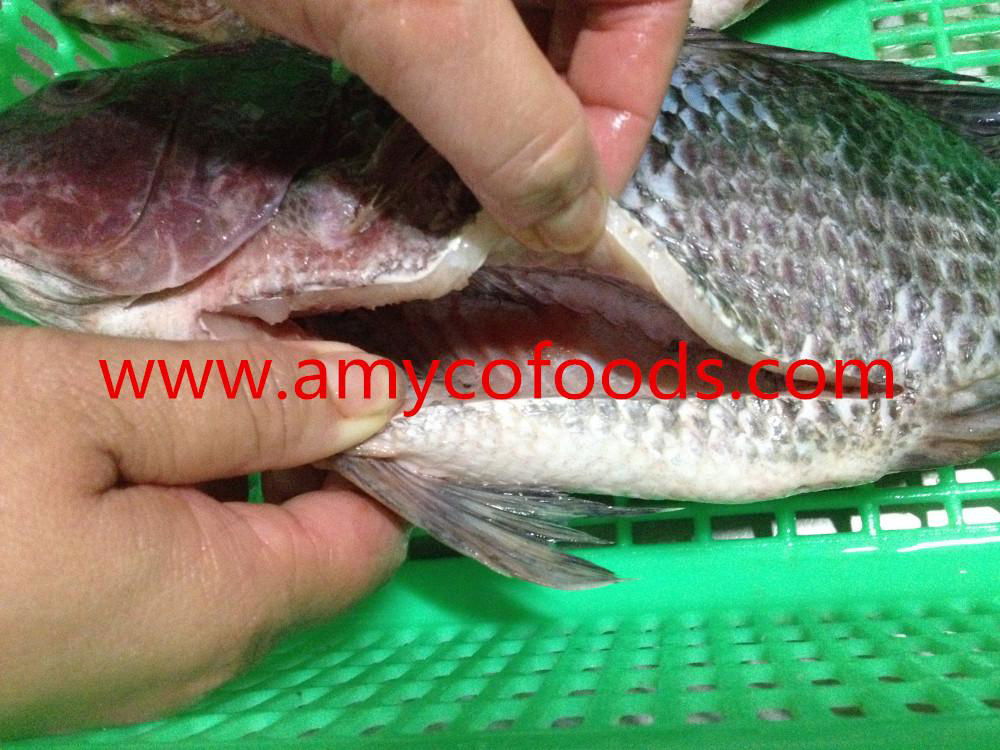 Frozen tilapia GS high quality and low price 2